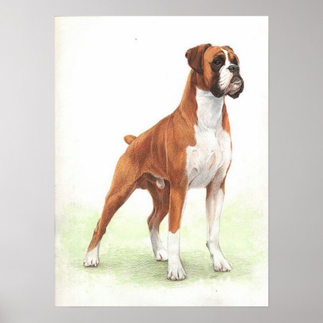 Boxer Dog Portrait Poster Print (Front)