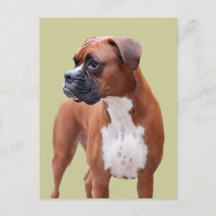 Boxer dog postcard