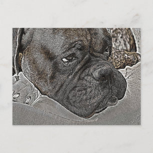 Boxer Dog Postcard