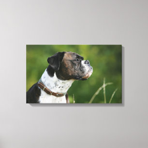 Boxer Dog Profile Canvas Print