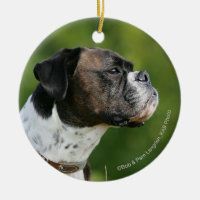 Boxer Dog Profile