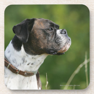 Boxer Dog Profile Coaster