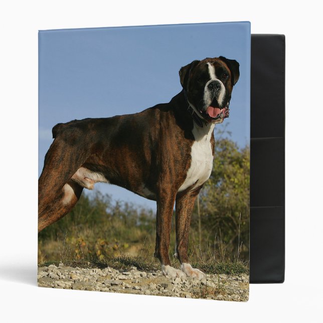 Boxer Dog Show Stance Binder (Front/Inside)