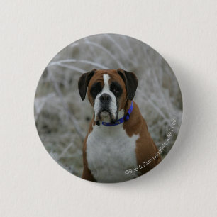 Boxer Dog Sitting in the Frost 2 Inch Round Button