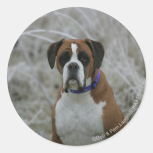 Boxer Dog Sitting in the Frost Classic Round Sticker
