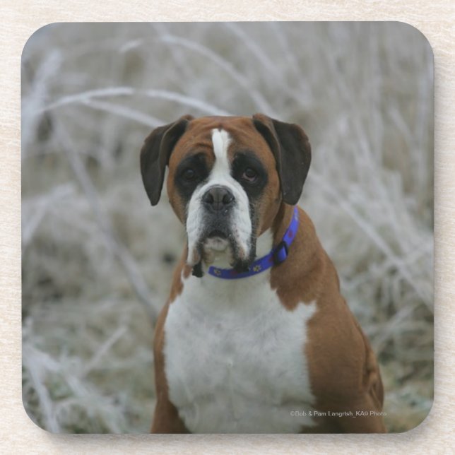 Boxer Dog Sitting in the Frost Coaster (Front)