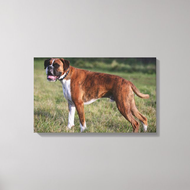 Boxer Dog Standing Canvas Print (Front)