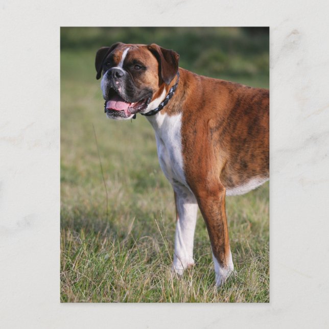 Boxer Dog Standing Postcard (Front)