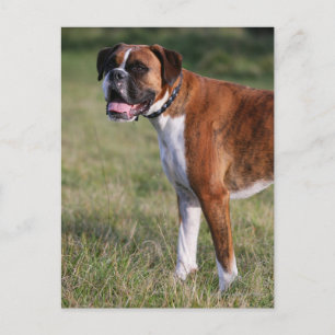 Boxer Dog Standing Postcard