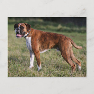 Boxer Dog Standing Postcard
