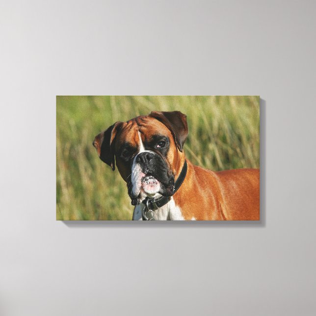 Boxer Dog Staring at Camera Canvas Print (Front)