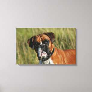 Boxer Dog Staring at Camera Canvas Print