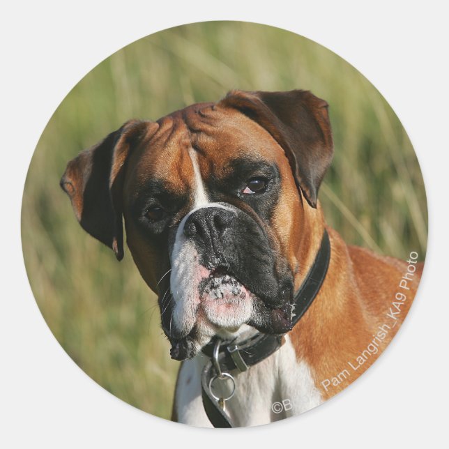 Boxer Dog Staring at Camera Classic Round Sticker (Front)