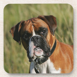 Boxer Dog Staring at Camera Coaster