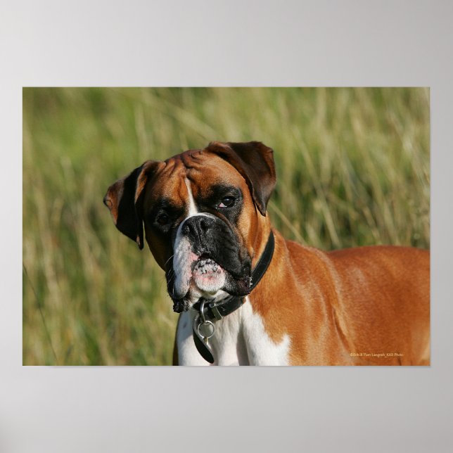Boxer Dog Staring at Camera Poster (Front)