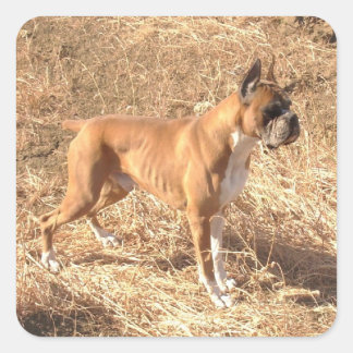 Boxer dog stickers