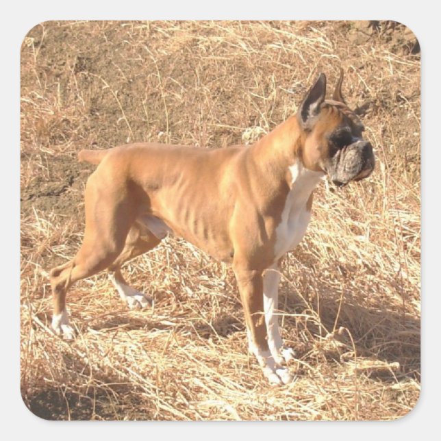 Boxer dog stickers (Front)