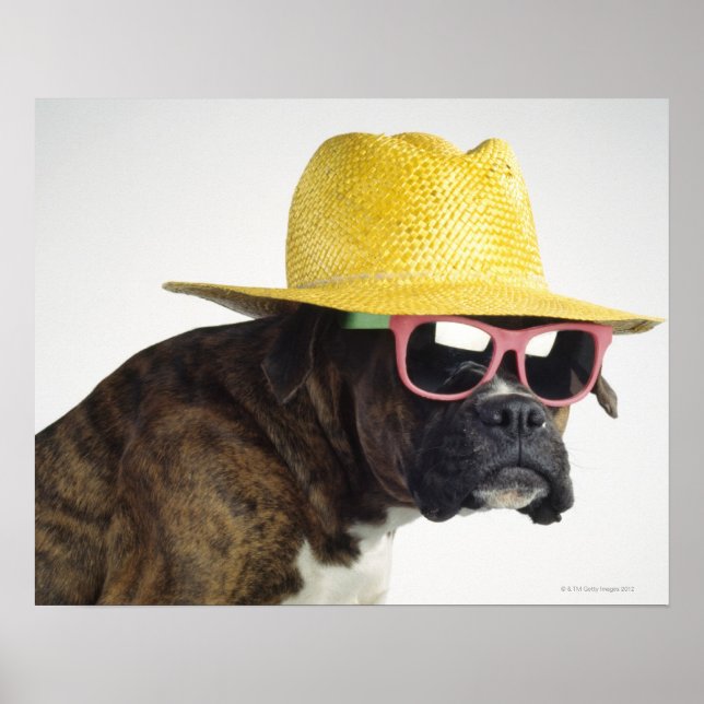 Boxer dog with hat and glasses poster (Front)