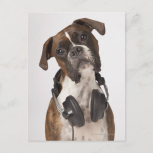boxer dog with headphones postcard