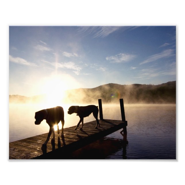 Boxer Dogs on Foggy Dock Photo Print (Front)