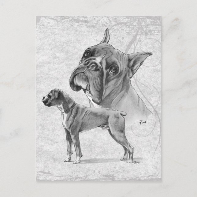 Boxer Dogs Postcard (Front)