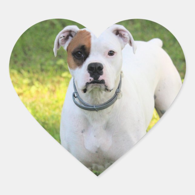 Boxer Heart Sticker (Front)