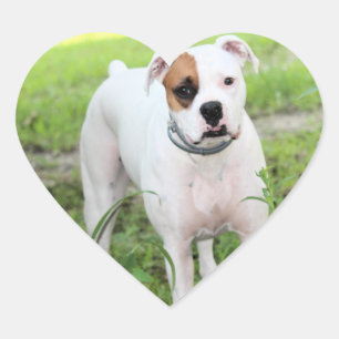 Boxer Heart Sticker