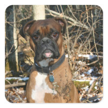 Boxer in the Woods
