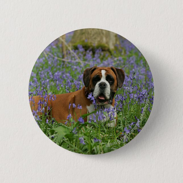 Boxer Laying in Bluebells 2 Inch Round Button (Front)