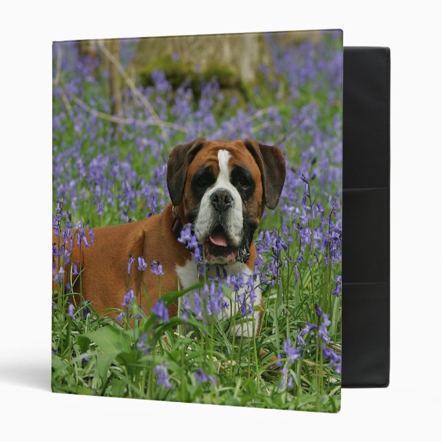 Boxer Laying in Bluebells Binder (Front/Inside)
