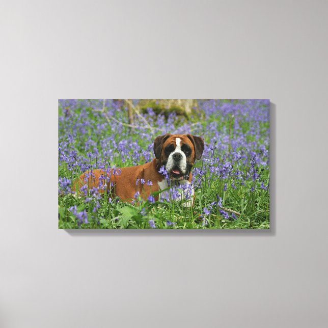 Boxer Laying in Bluebells Canvas Print (Front)