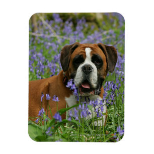 Boxer Laying in Bluebells Magnet