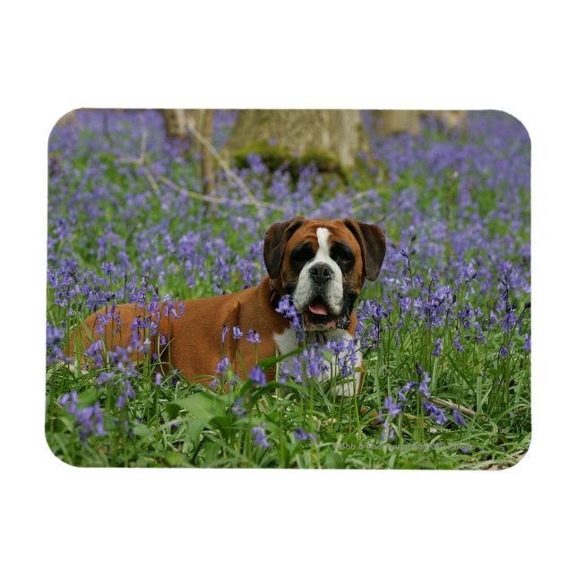 Boxer Laying in Bluebells Magnet (Horizontal)
