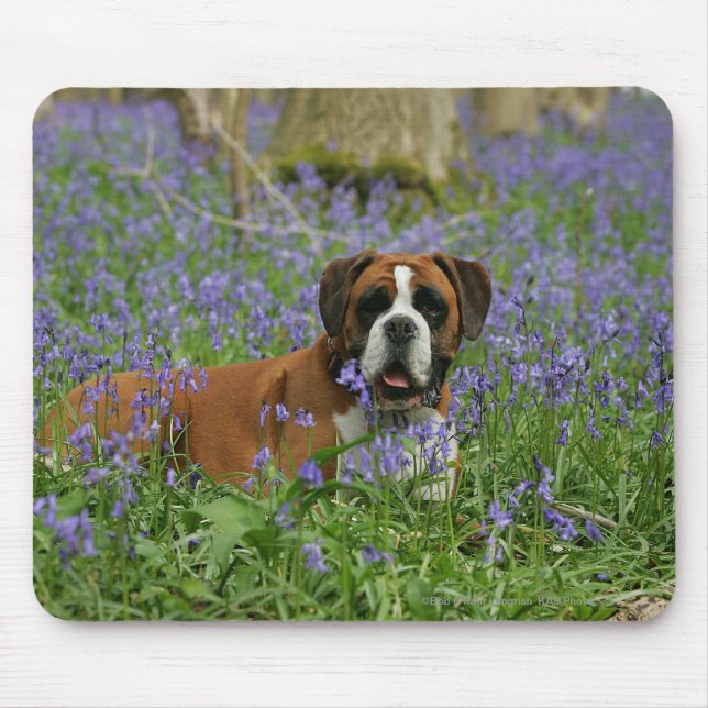 Boxer Laying in Bluebells Mouse Pad (Front)