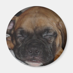 Boxer Magnet