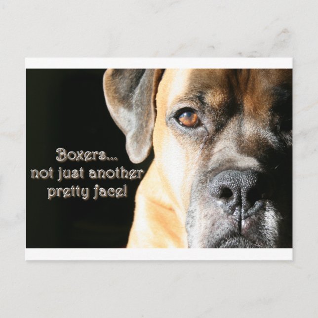 Boxer:  Not Just Another Pretty Face Postcard (Front)