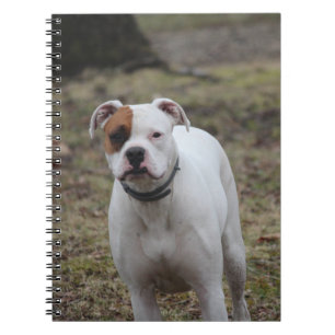 Boxer   notebook