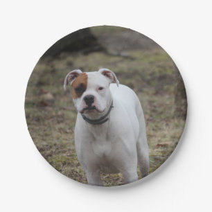Boxer Paper Plate