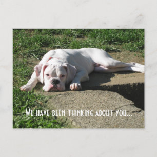 Boxer Post Card