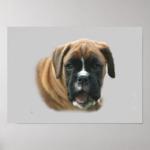 Boxer Poster