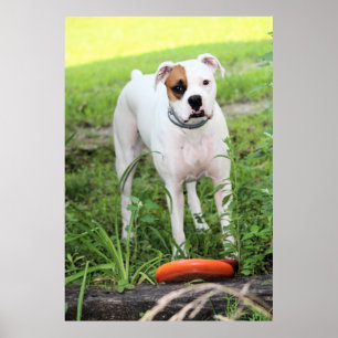 Boxer  poster