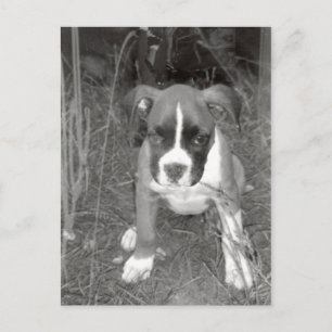 Boxer Pup Postcard