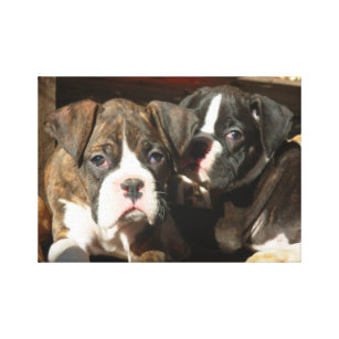 Boxer puppies canvas print