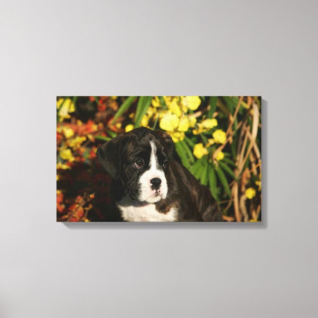 Boxer Puppies Canvas Print (Front)