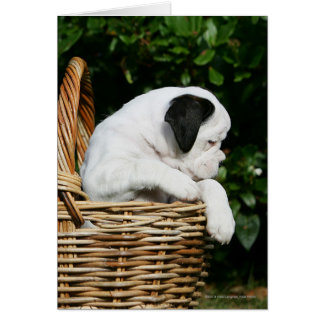 Boxer Puppies in Basket