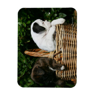 Boxer Puppies in Basket Magnet