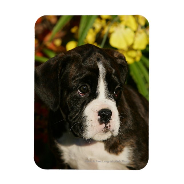 Boxer Puppies Magnet (Vertical)