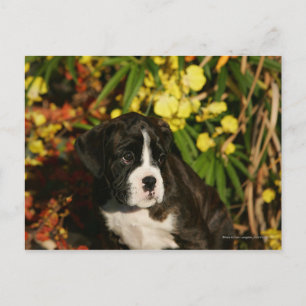 Boxer Puppies Postcard