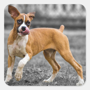 Boxer Puppy Dog Black And White Square Sticker