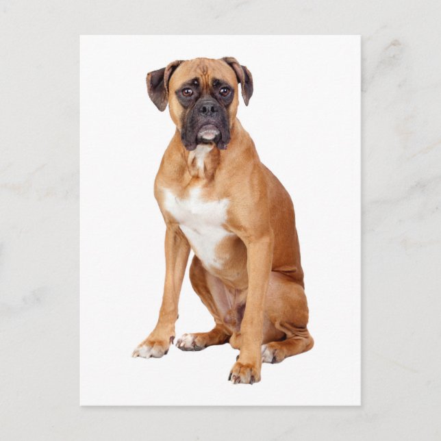 Boxer Puppy Dog Blank Greeting Postcard (Front)